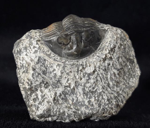 Scabriscutellum hammadi CHATTERTON et al. 2006 - Bild © FossNet FossilienStore